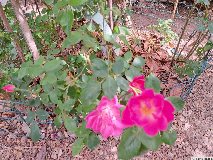 'Rodin ® (floribunda, Meilland 2000)' rose photo