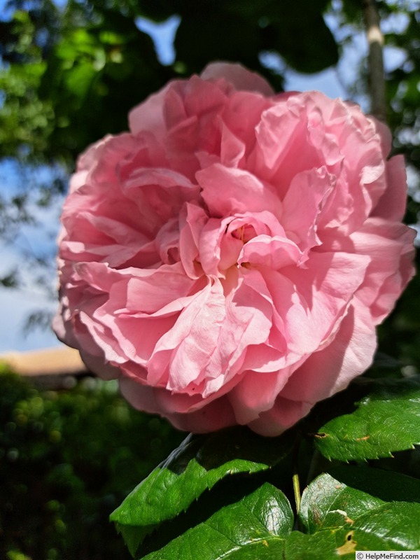 'Strawberry Hill' rose photo
