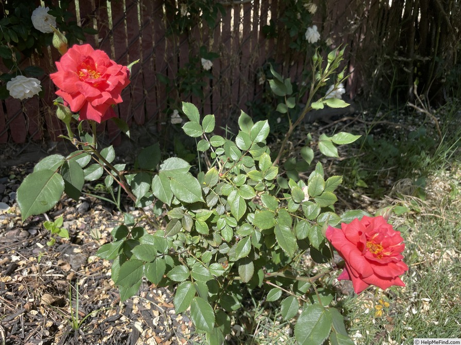 '58-06-07' rose photo