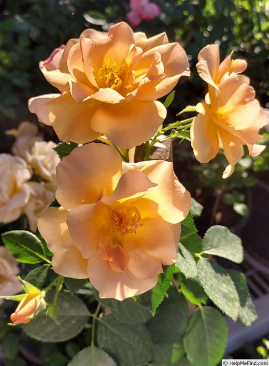 'Chinook Sunrise' rose photo