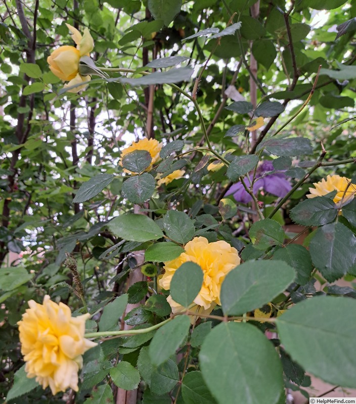 'Molineux' rose photo
