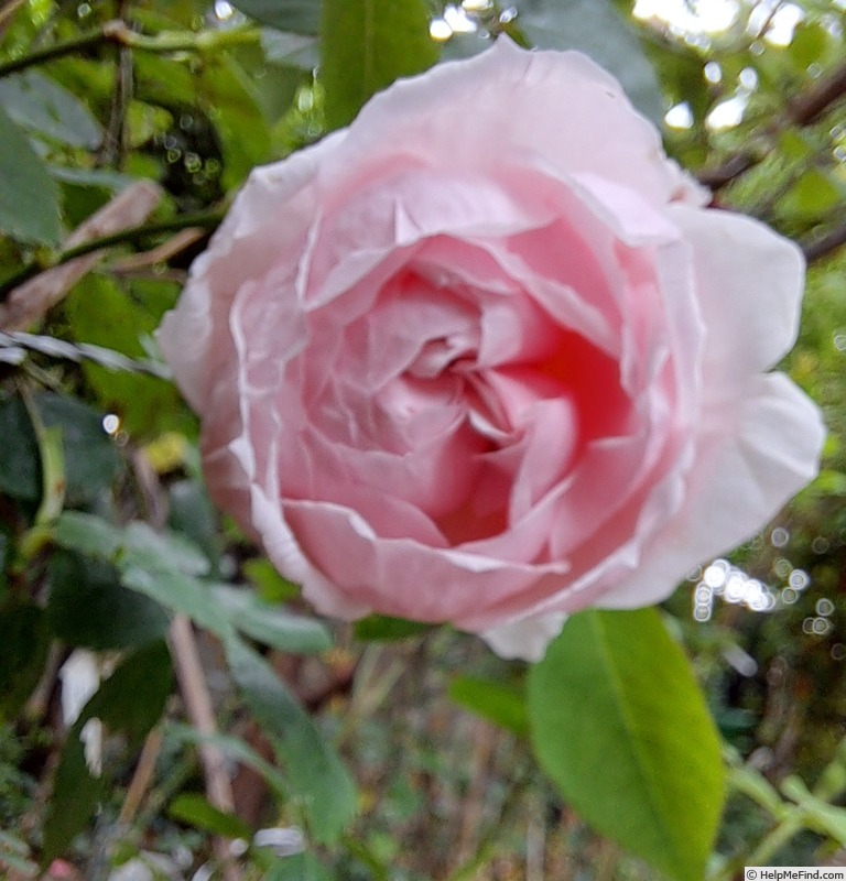 'Barbara Austin' rose photo