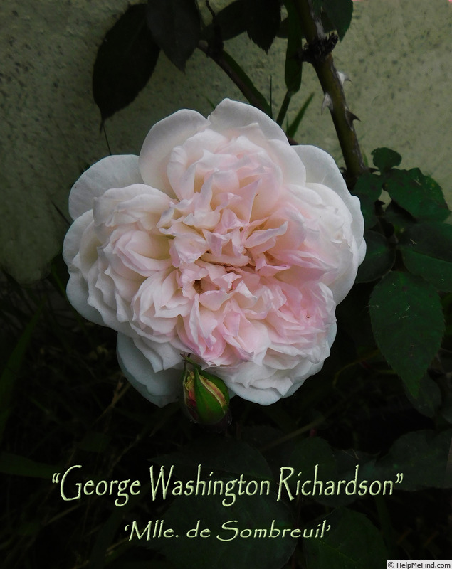 'Mademoiselle de Sombreuil' rose photo