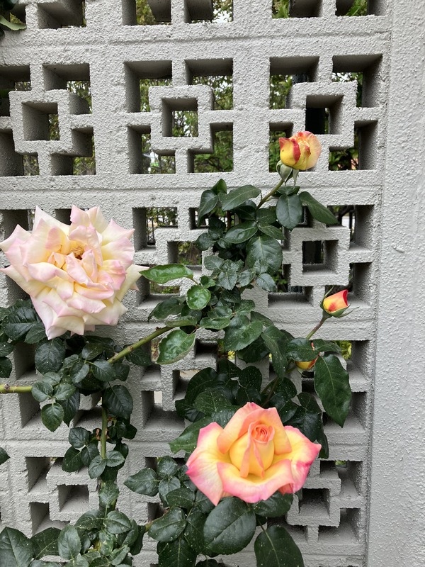 'Peace, Cl.' rose photo