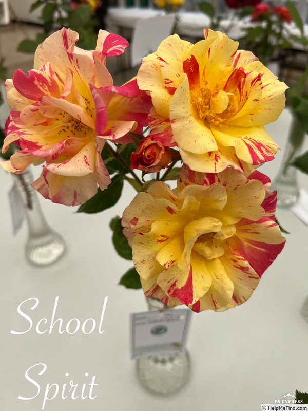 'School Spirit' rose photo