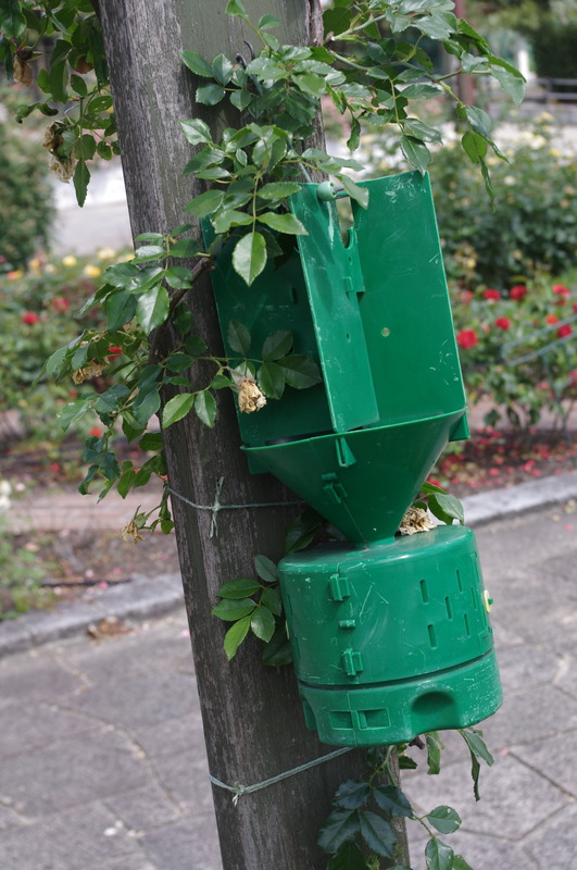 'Hamadera Park Rose Garden' , click to enlarge 'Hamadera Park Rose Garden'  photo