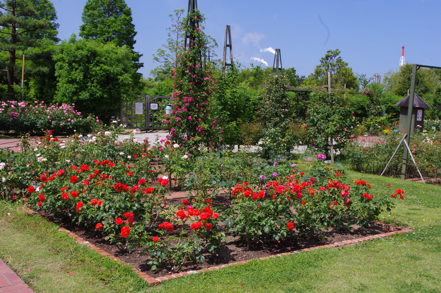'Hamadera Park Rose Garden' , click to enlarge 'Hamadera Park Rose Garden'  photo