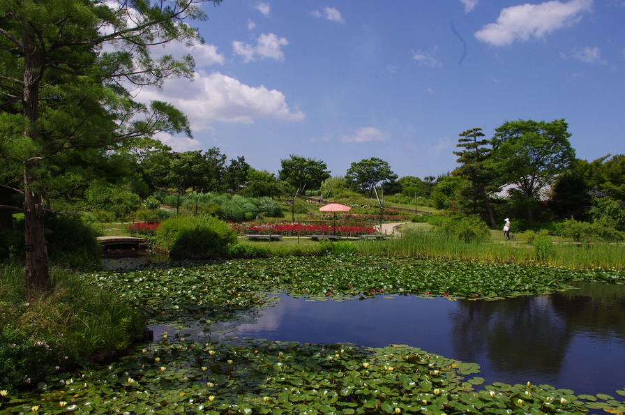 'Hamadera Park Rose Garden' , click to enlarge 'Hamadera Park Rose Garden'  photo