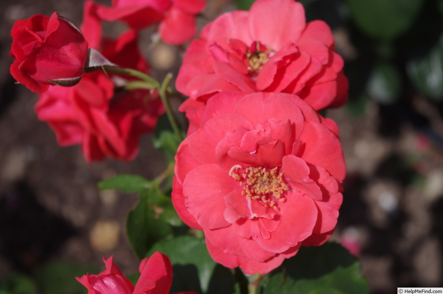 'Hanagasa' rose photo