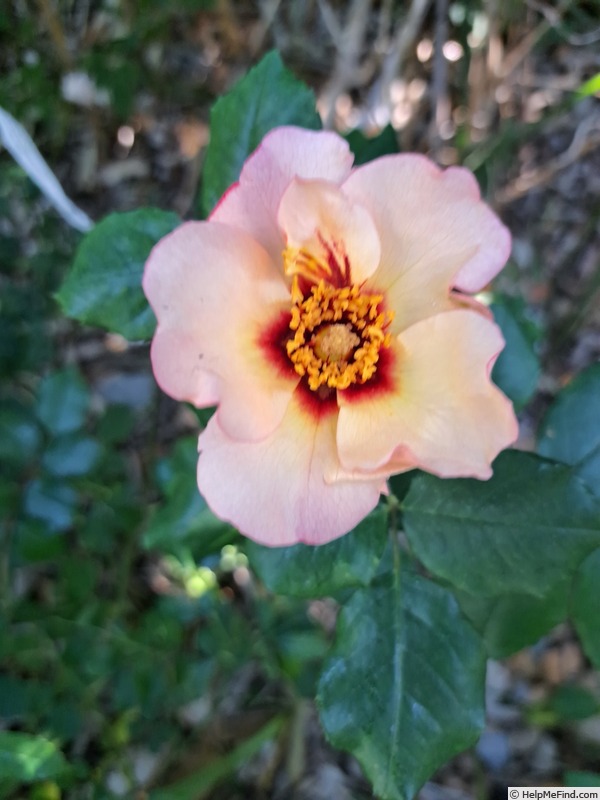 'Alissar, Princess of Phoenicia' rose, click to enlarge 'Alissar, Princess of Phoenicia' rose photo