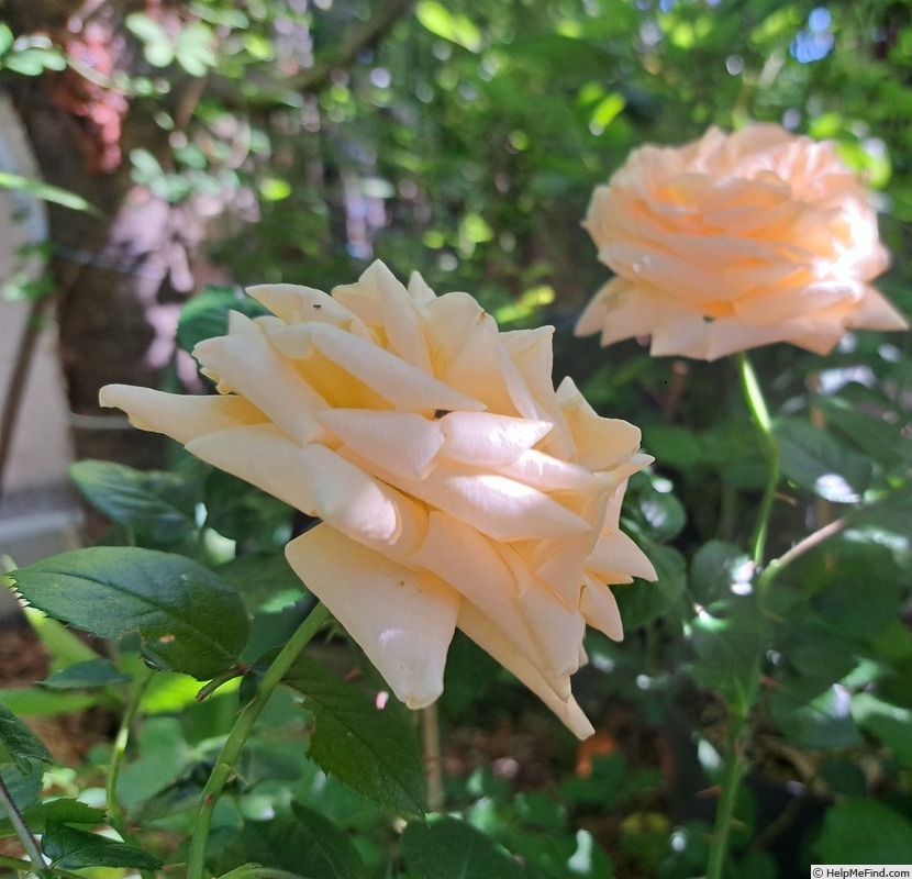 'Hyde Park ®' rose photo