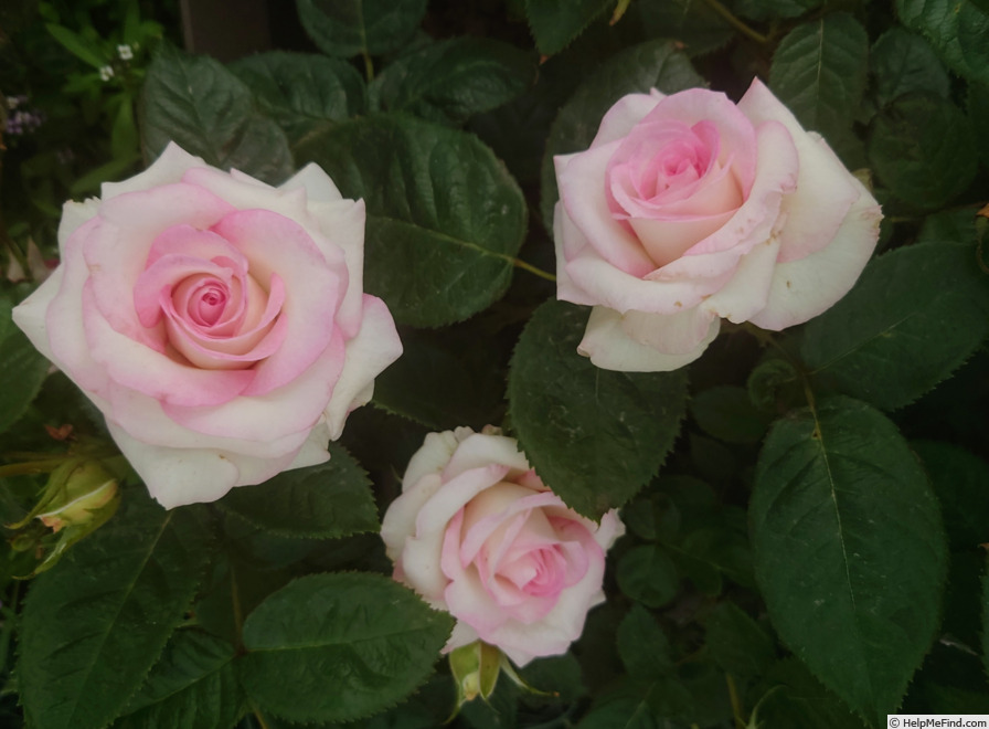 'Moonstar ®' rose photo