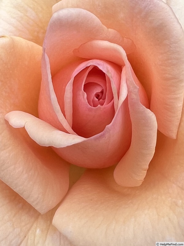 'Melinda Alonso ™' rose photo