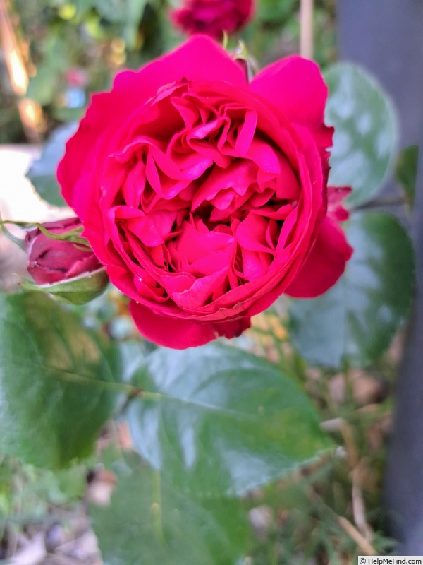 'Eric Tabarly ®' rose photo