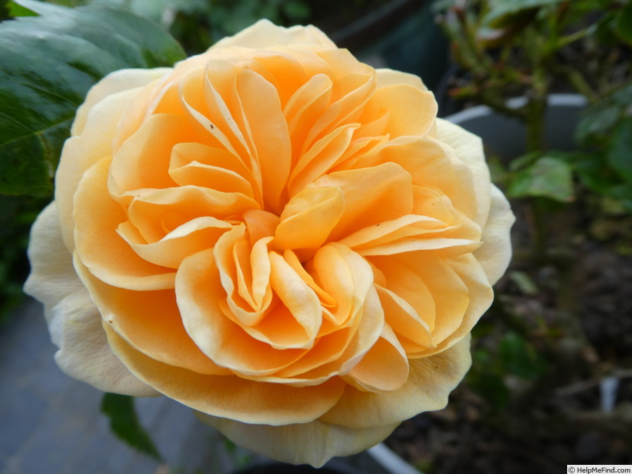 'Absolutely Fabulous' rose photo