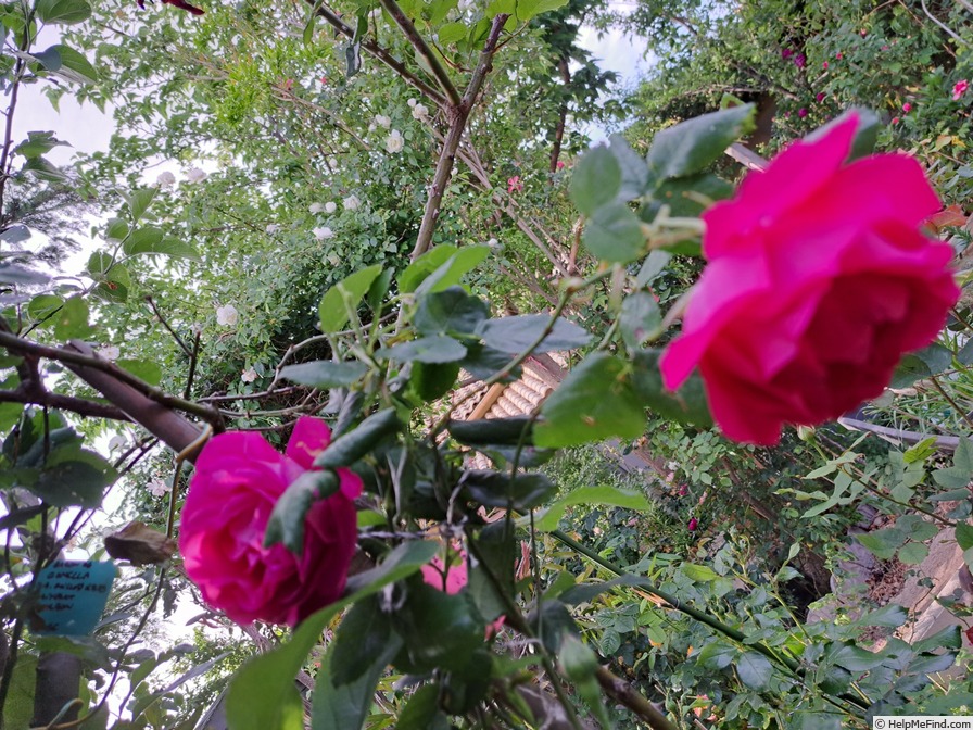 'Baron Gonella' rose photo