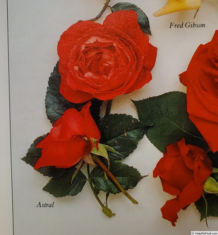 'Astral (hybrid tea, Bees, 1976)' rose photo