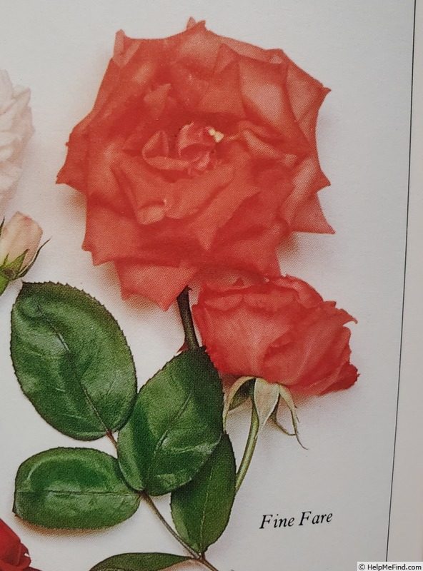 'Fine Flare' rose photo