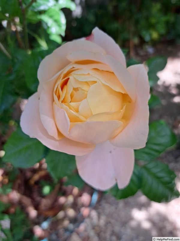 'Isabelle Autissier ®' rose photo
