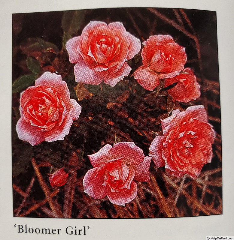 'Bloomer Girl' rose photo