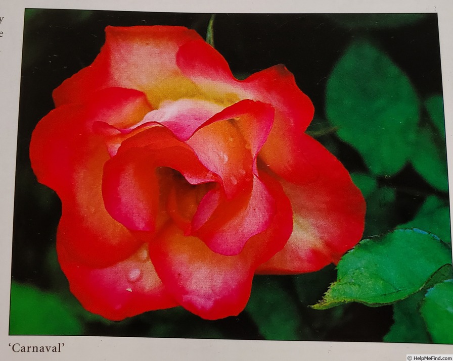 'Carnaval ® (floribunda, Kordes, 1987)' rose photo