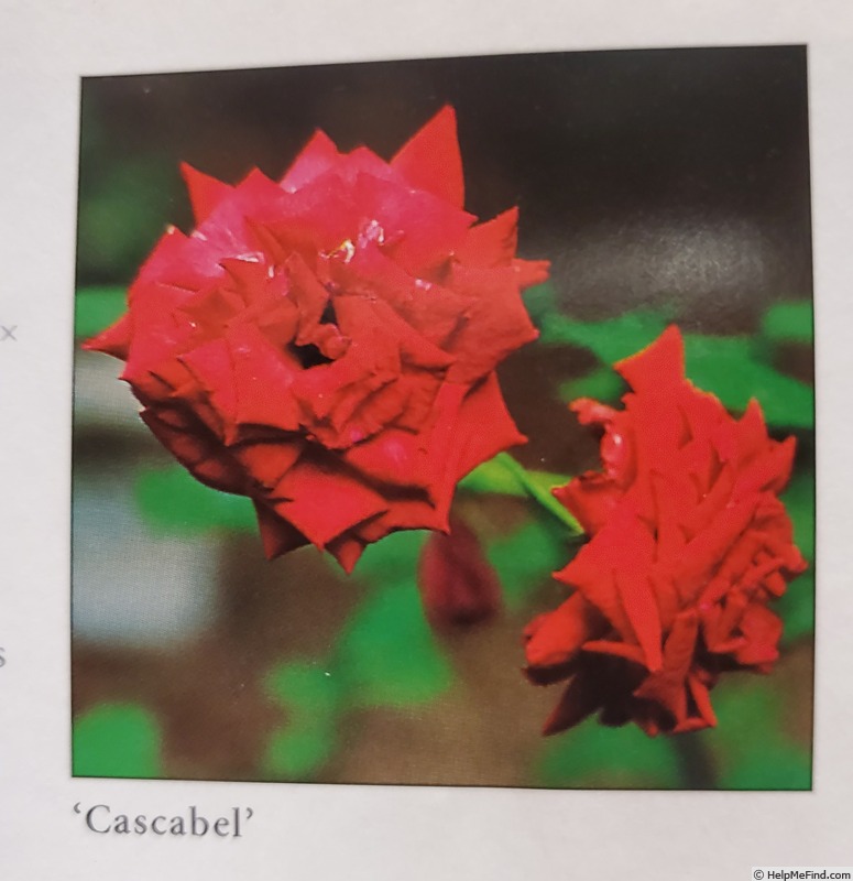 'Cascabel' rose photo