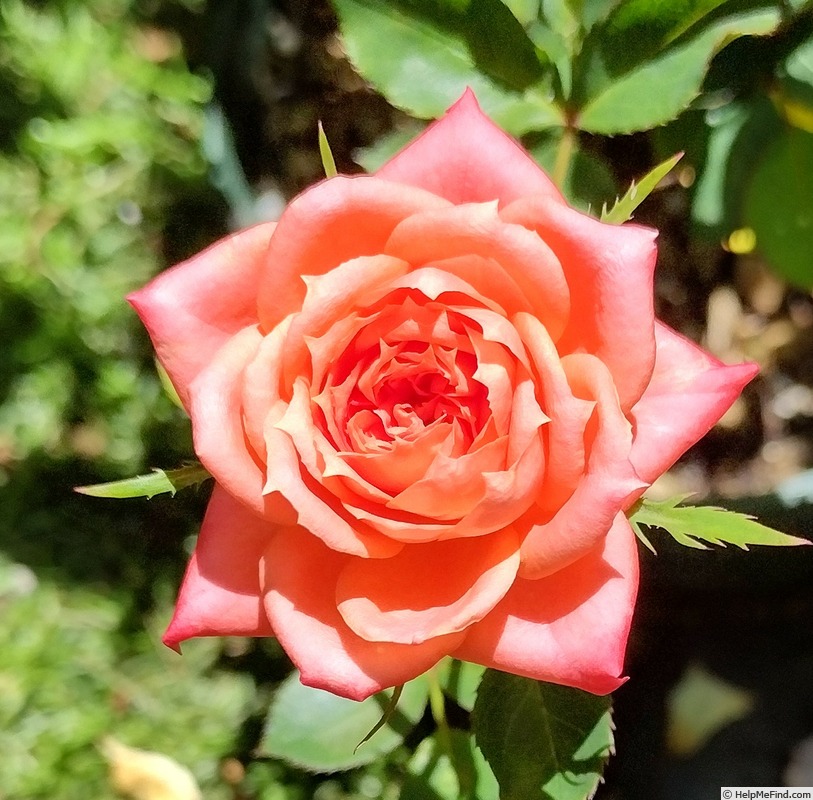 'Humdinger' rose photo