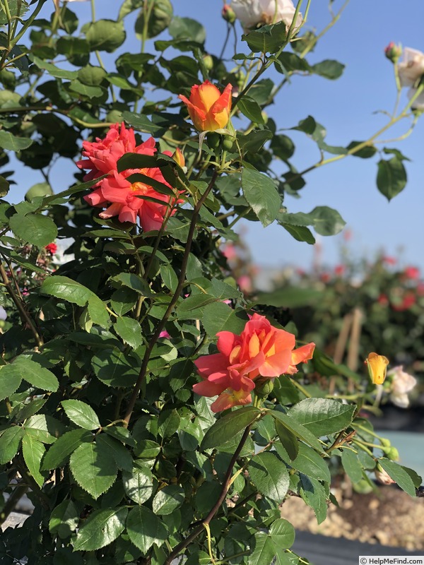'Beryl Formby' rose photo
