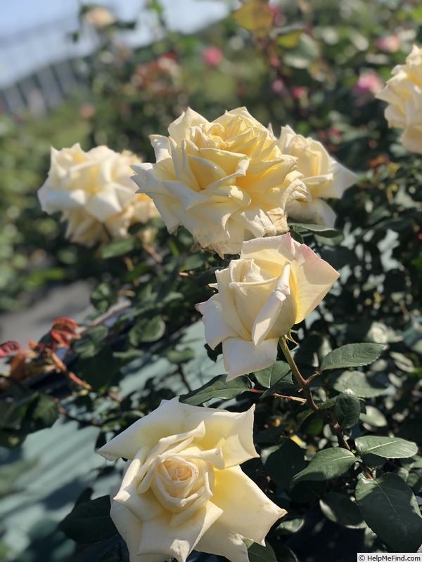 'Burnaby' rose photo