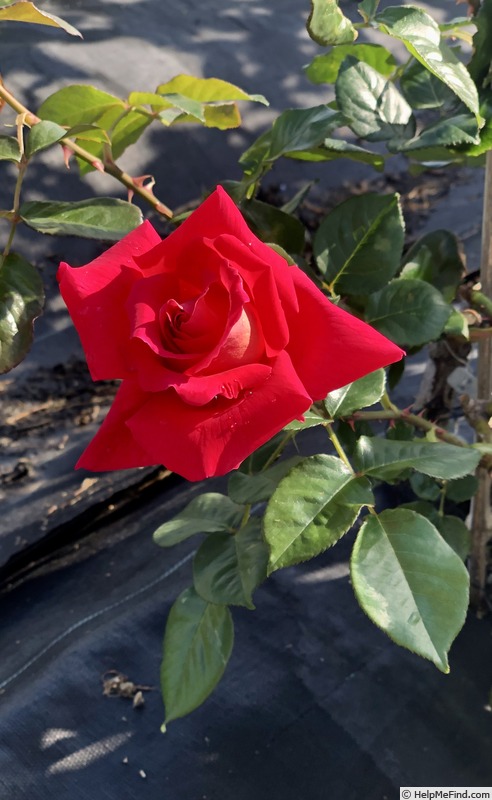'Primula (Hybrid Tea, Aicardi 1956)' rose photo