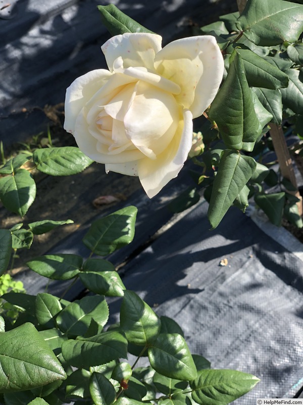 'Edith Krause' rose photo
