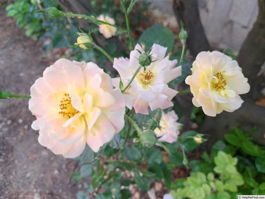 'Bordure Camaïeu ®' rose, click to enlarge 'Bordure Camaïeu ®' rose photo