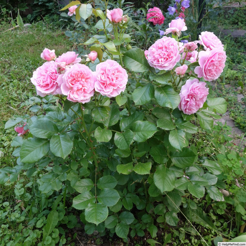 'Rosemantic Pink ®' rose photo