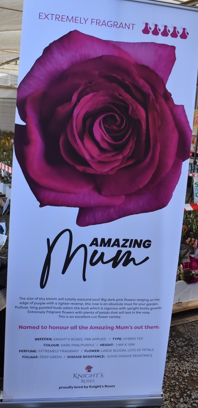 'Amazing Mum' rose photo