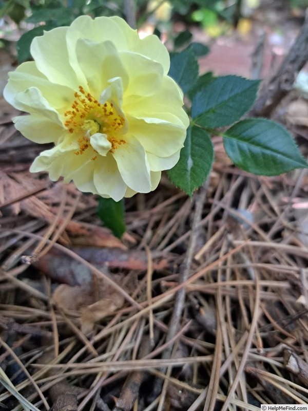 'Bee's Paradise ® Gelb' rose photo