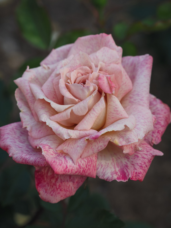 'MEIvanae' rose photo