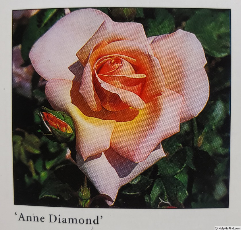 'Anne Diamond' rose photo