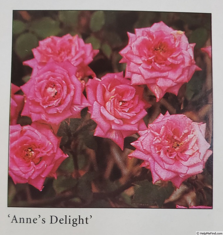 'Anne's Delight' rose photo