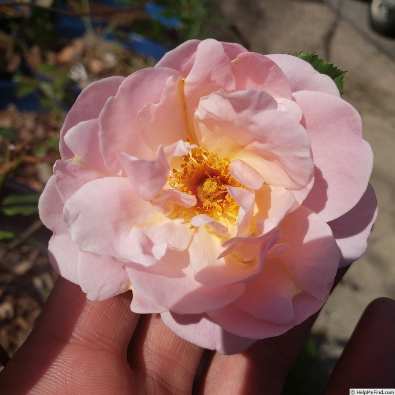 'Magnolia Memories' rose photo