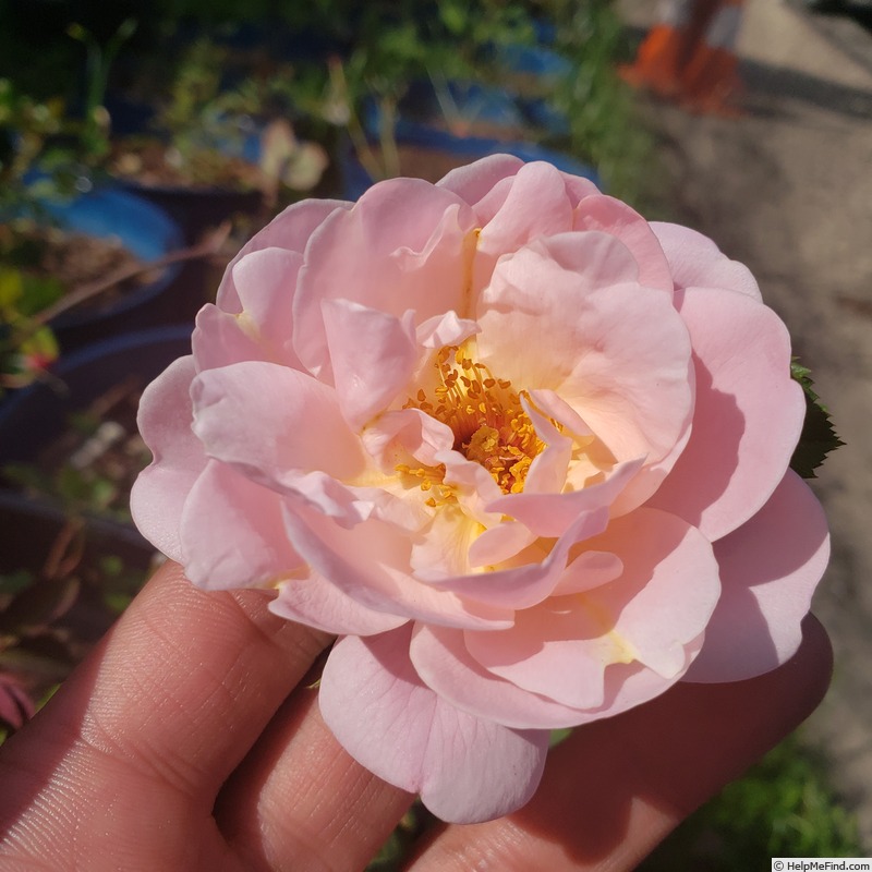 'Magnolia Memories' rose photo