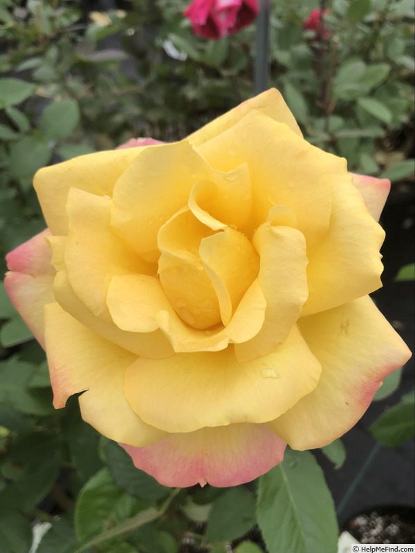 'Gold Medal' rose photo