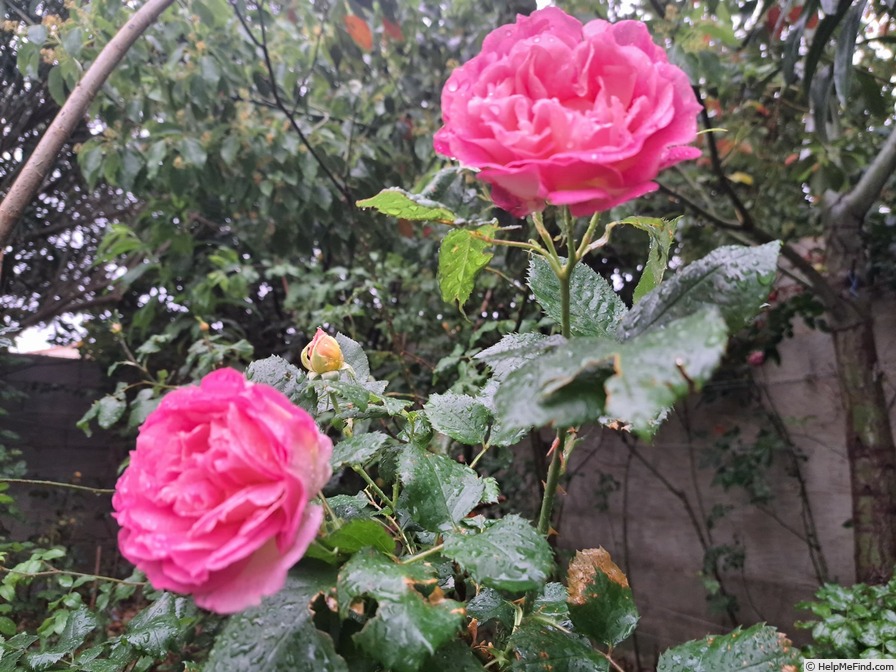 'Agnes B ®' rose photo