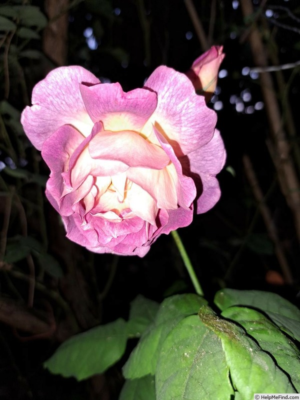 'Diablesse de Mers ®' rose photo