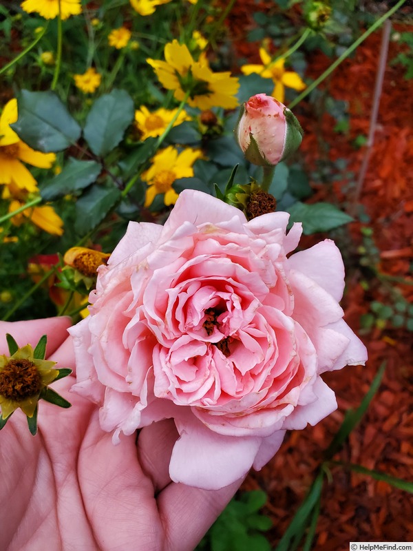 'Sweet Eloise ™' rose photo