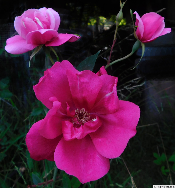 'Five Yuan' rose photo