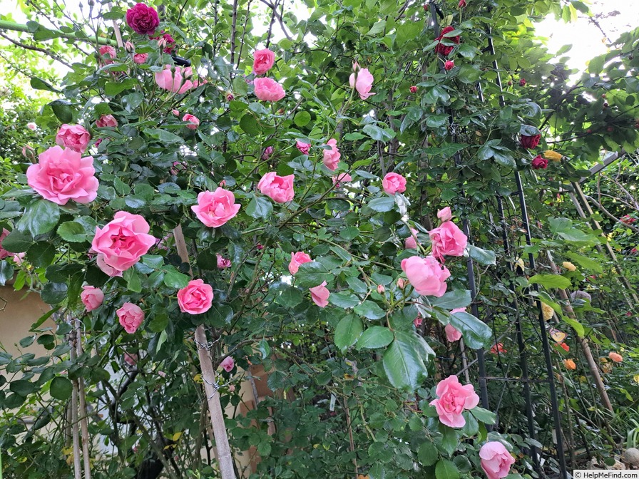 'Bordure Rose No. 2' rose, click to enlarge 'Bordure Rose No. 2' rose photo