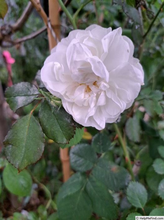 '<i>R. alba suaveolens</i>' rose photo