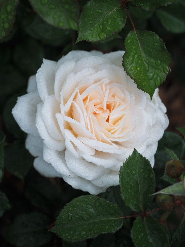 'EVEvilady' rose photo