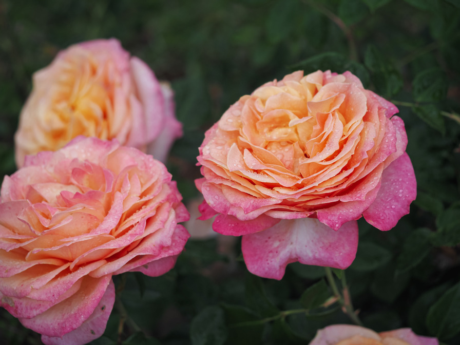 'Better Times ® (hybrid tea, Kordes, 2006/21)' rose photo