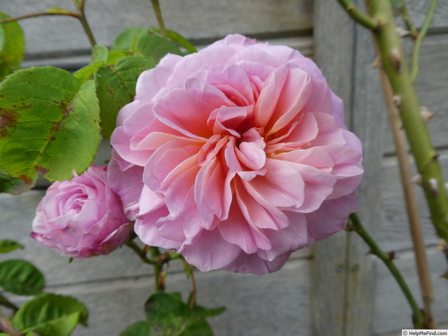 'Eustacia Vye ™' rose photo